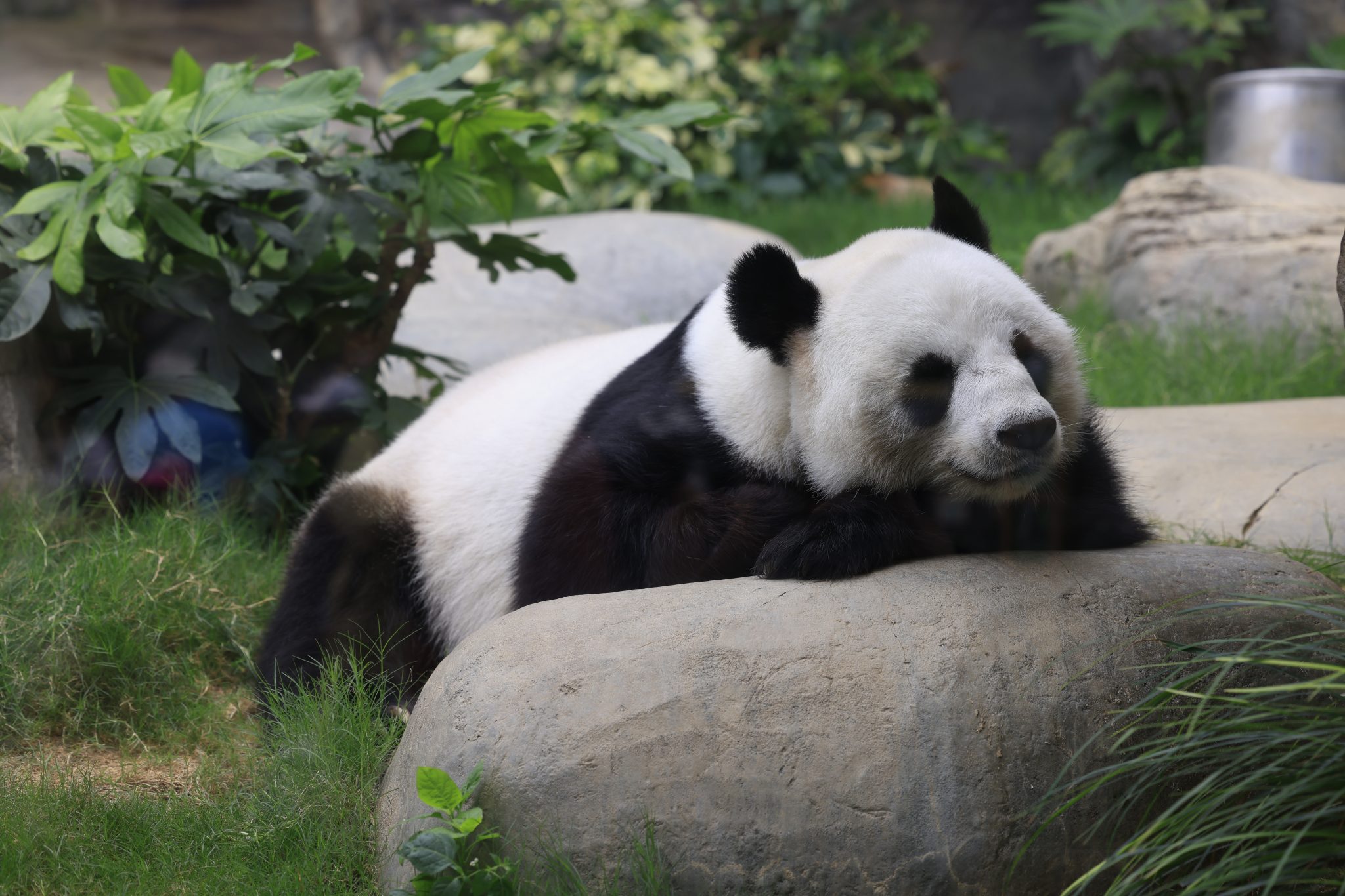 Exclusive Interview: A Panda Nanny from Hong Kong • T-Time