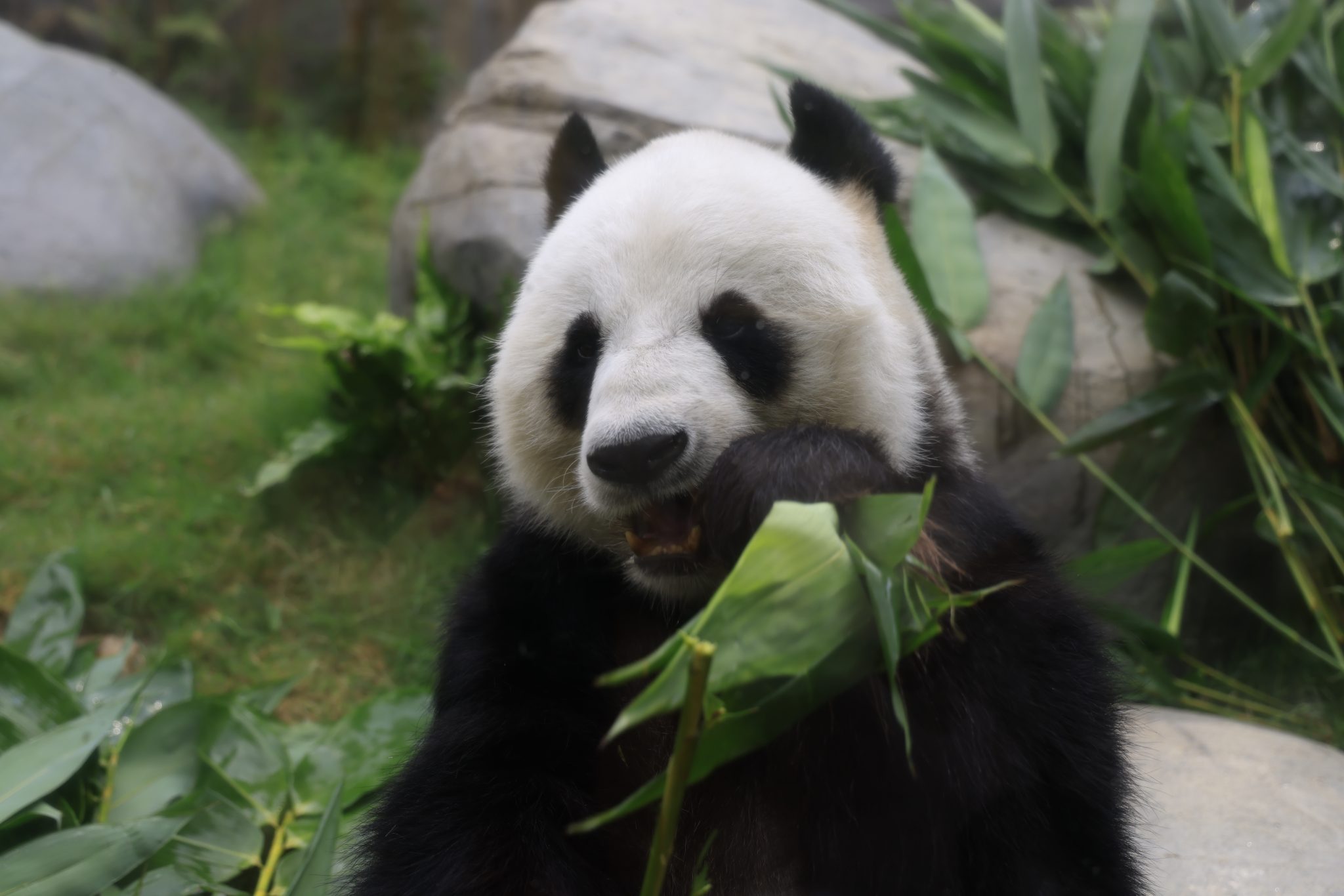 Exclusive Interview: A Panda Nanny from Hong Kong • T-Time